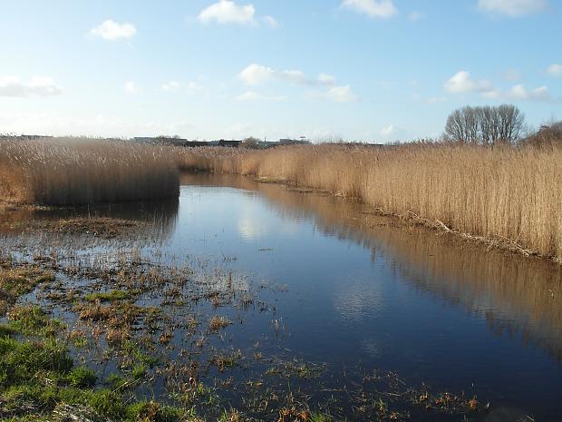 Kastanjeboom Alphen